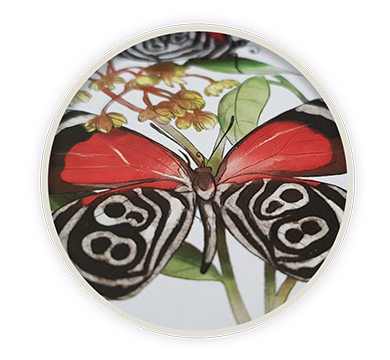 Fluttering Souls